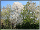 foto Ciliegi in fiore tra i Colli Asolani